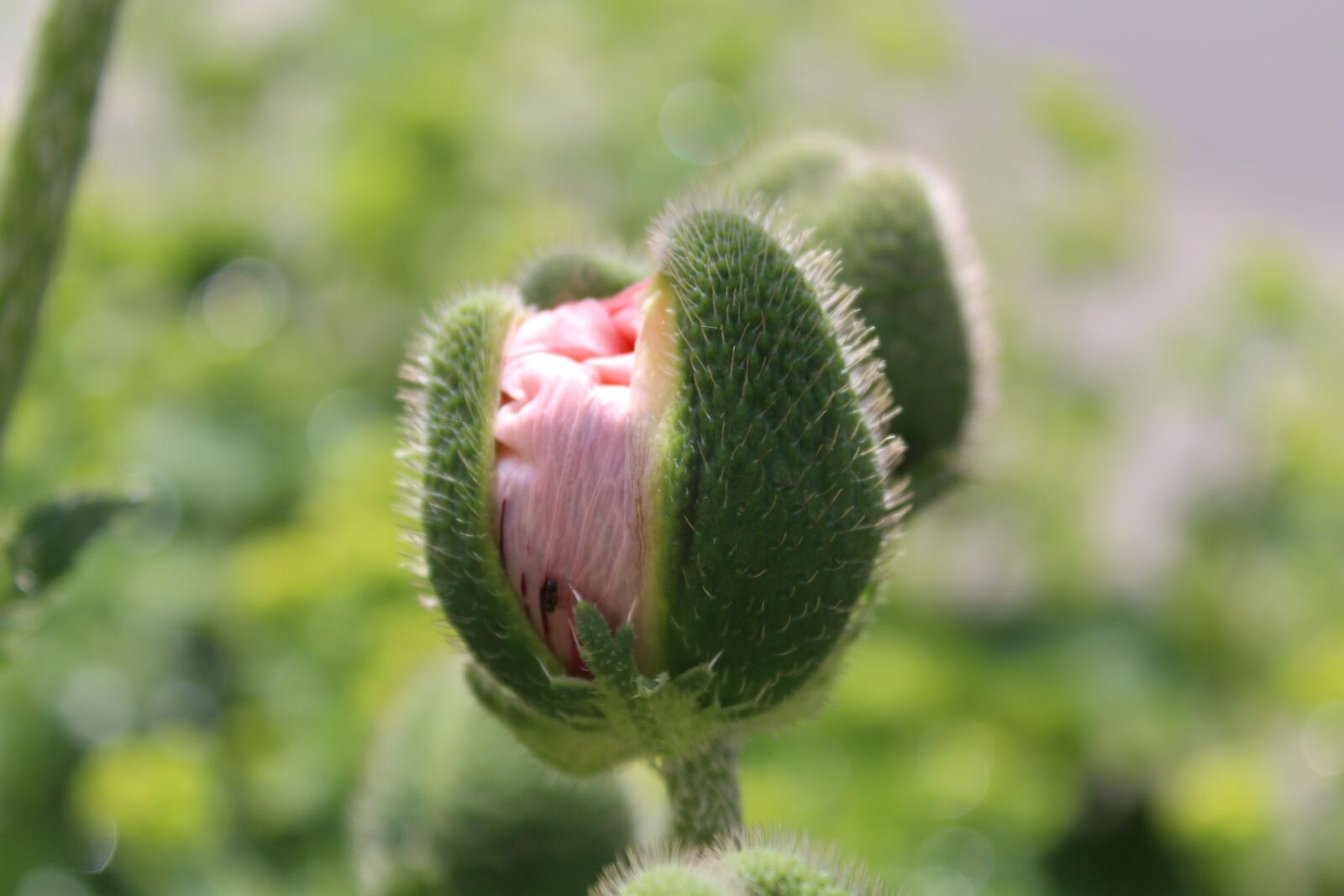 Canon EOS 650D (EOS Rebel T4i / EOS Kiss X6i) sample photo. Bud, soft pink, poppy photography