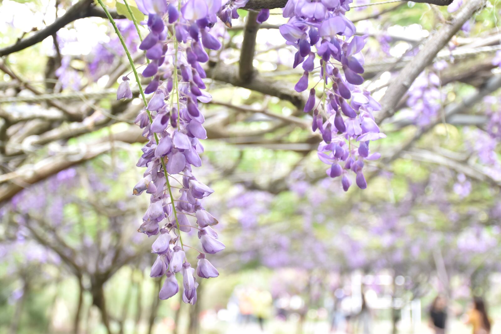 Nikon D5500 sample photo. Wisteria, flower, nature photography