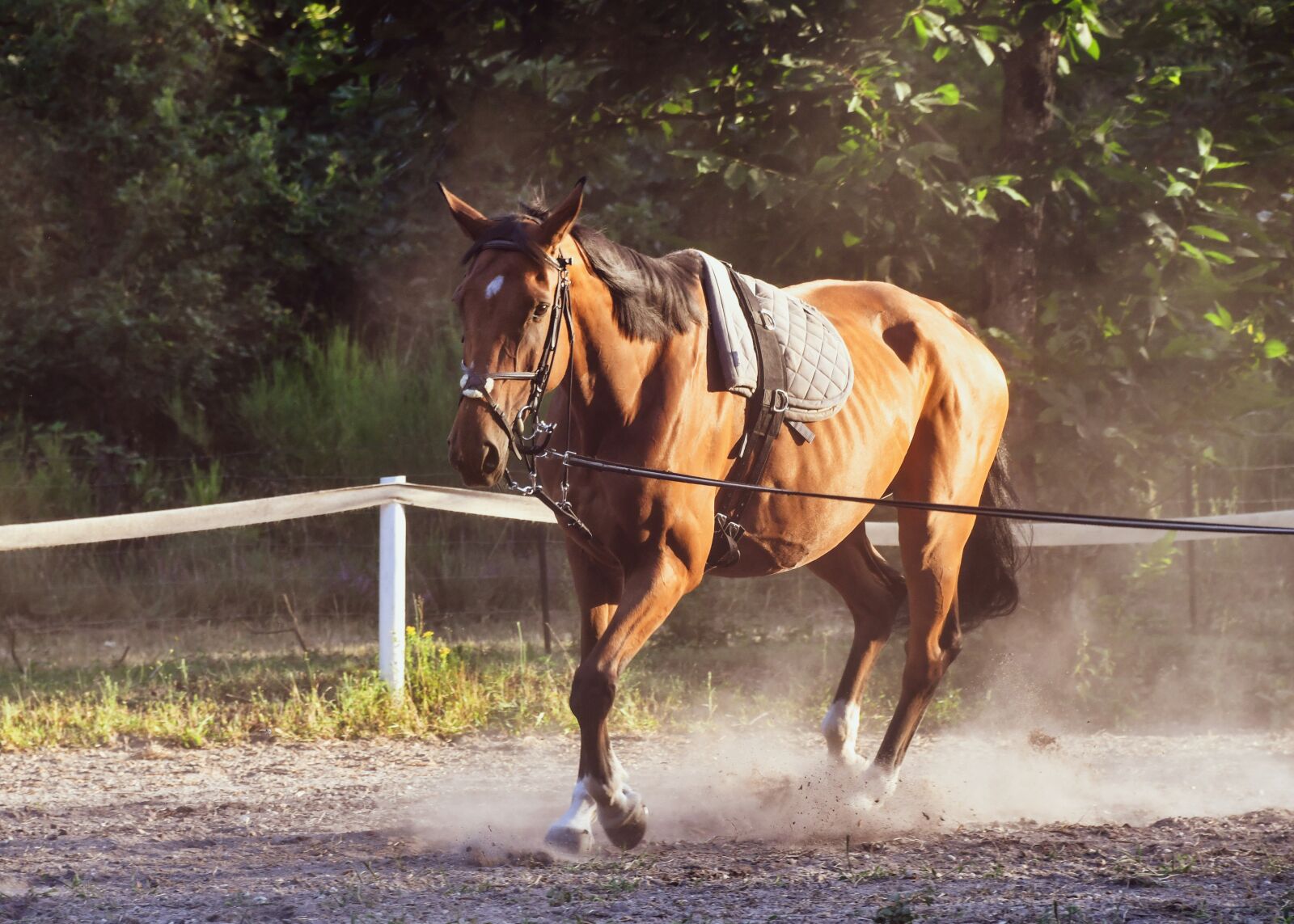 Nikon D500 sample photo. Horse, trotter, sun photography