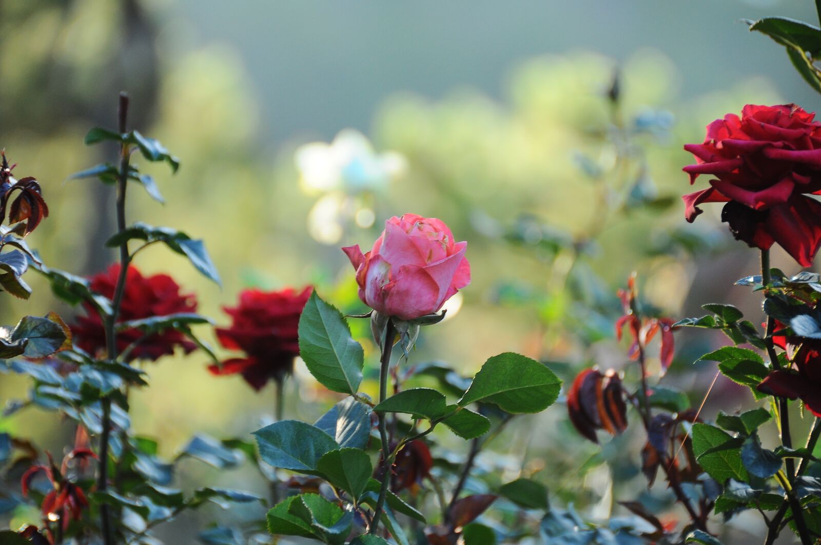 Nikon D90 sample photo. Flower, throat, red rose photography