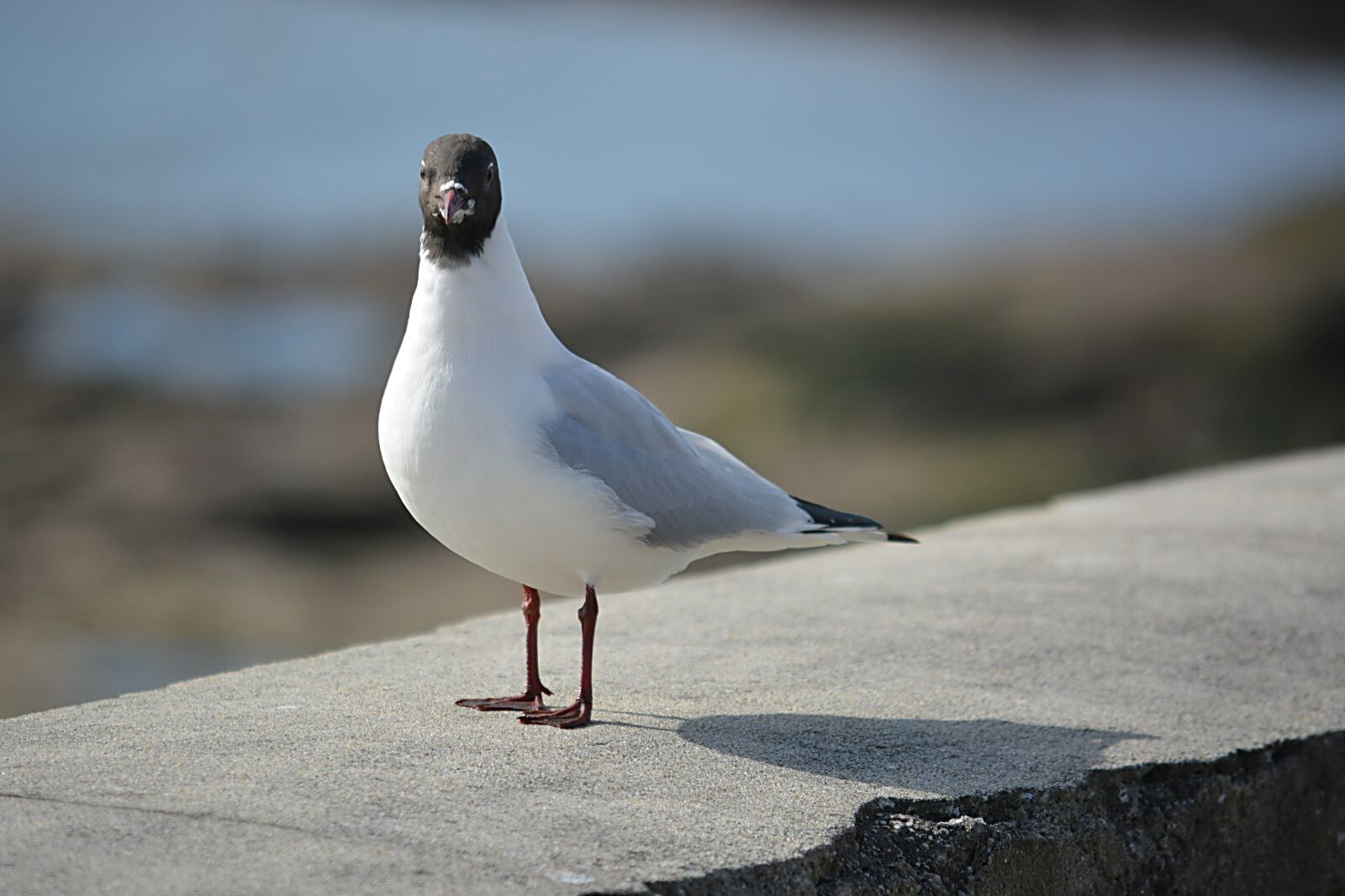 Nikon D5200 sample photo. Bird, tern, seagull photography