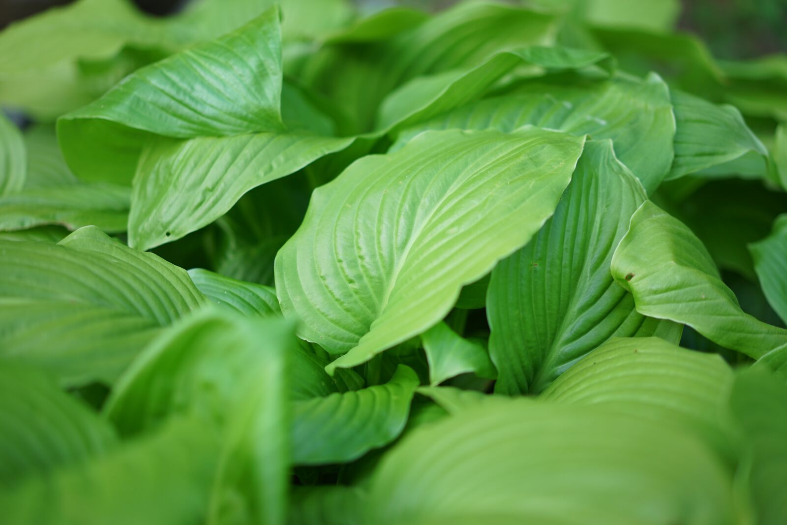 Sony a7 II + Sony Sonnar T* FE 55mm F1.8 ZA sample photo. Plants, basho, pattern photography