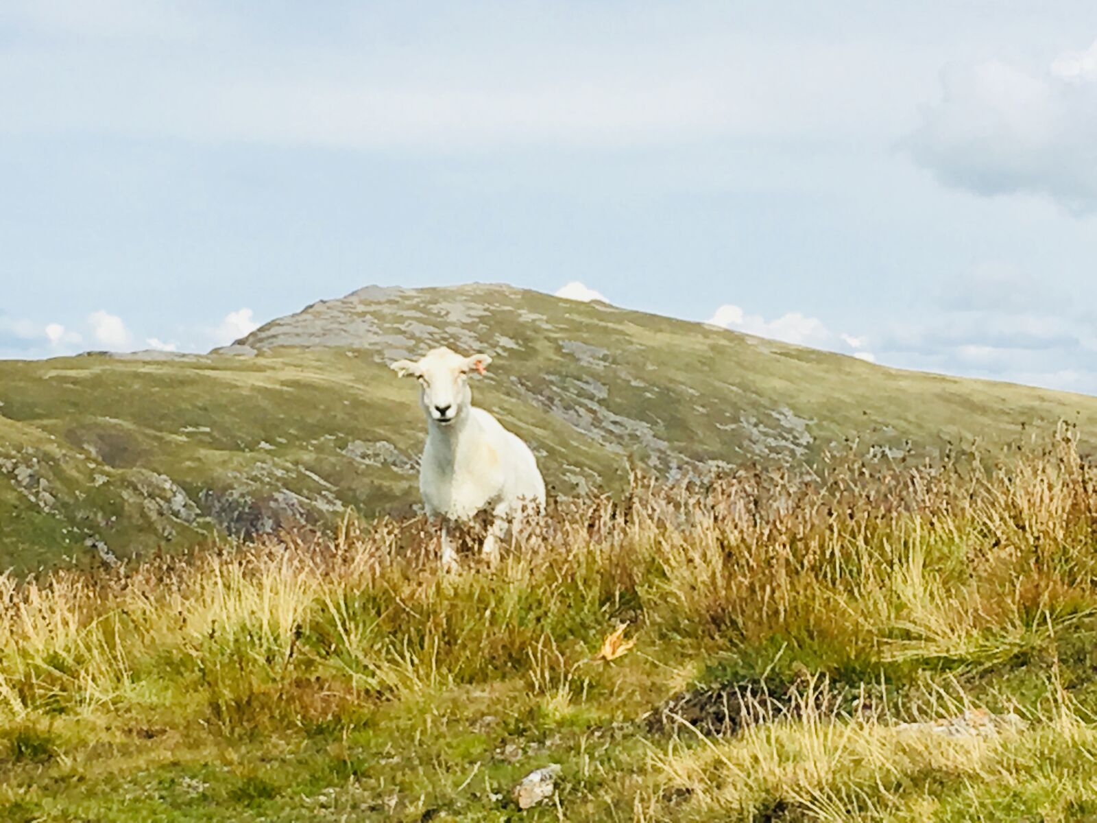 Apple iPhone 6s sample photo. Cadair idris, wales, vacations photography