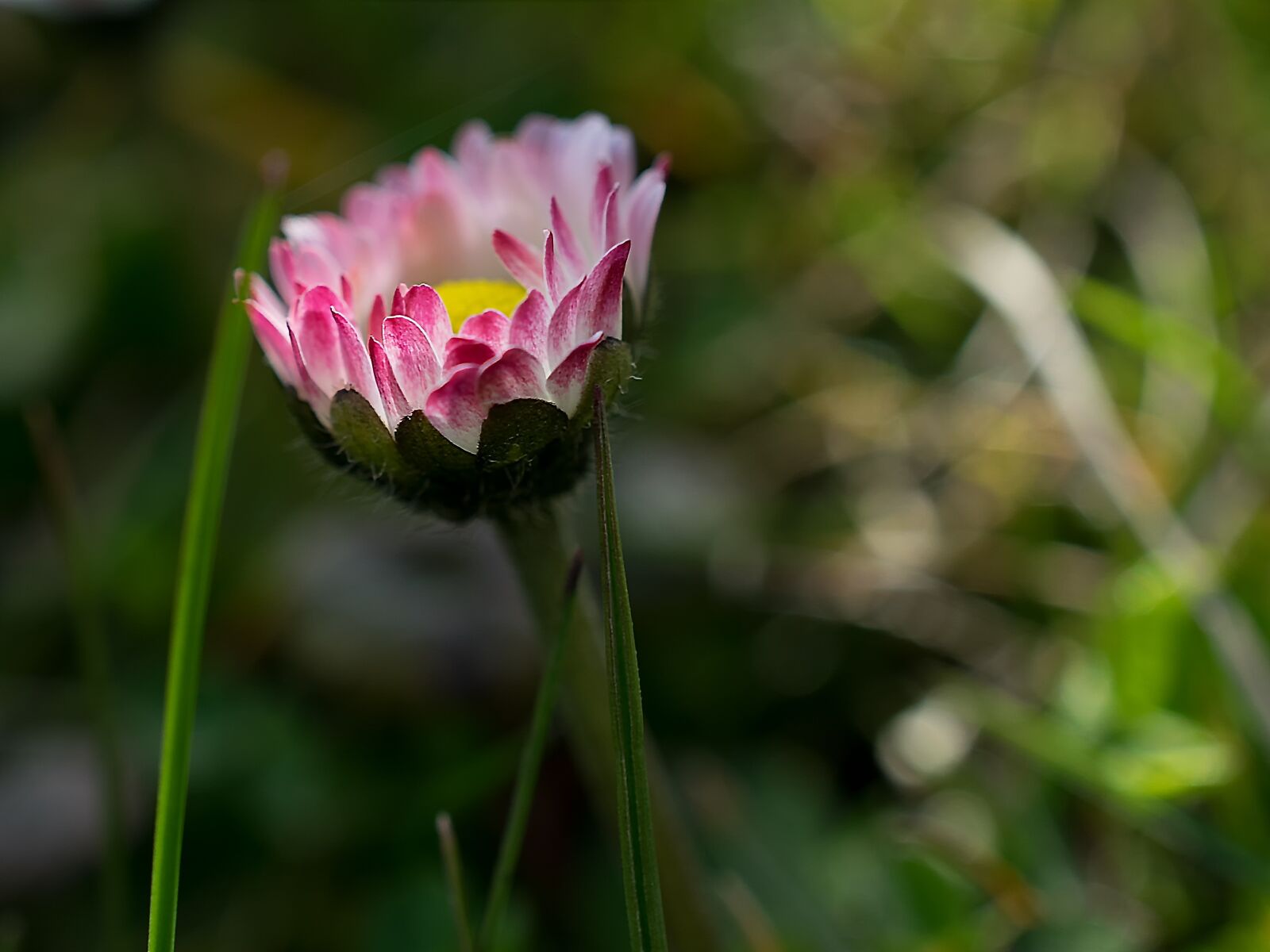 Nikon D3300 sample photo. Daisy, flower, plant photography