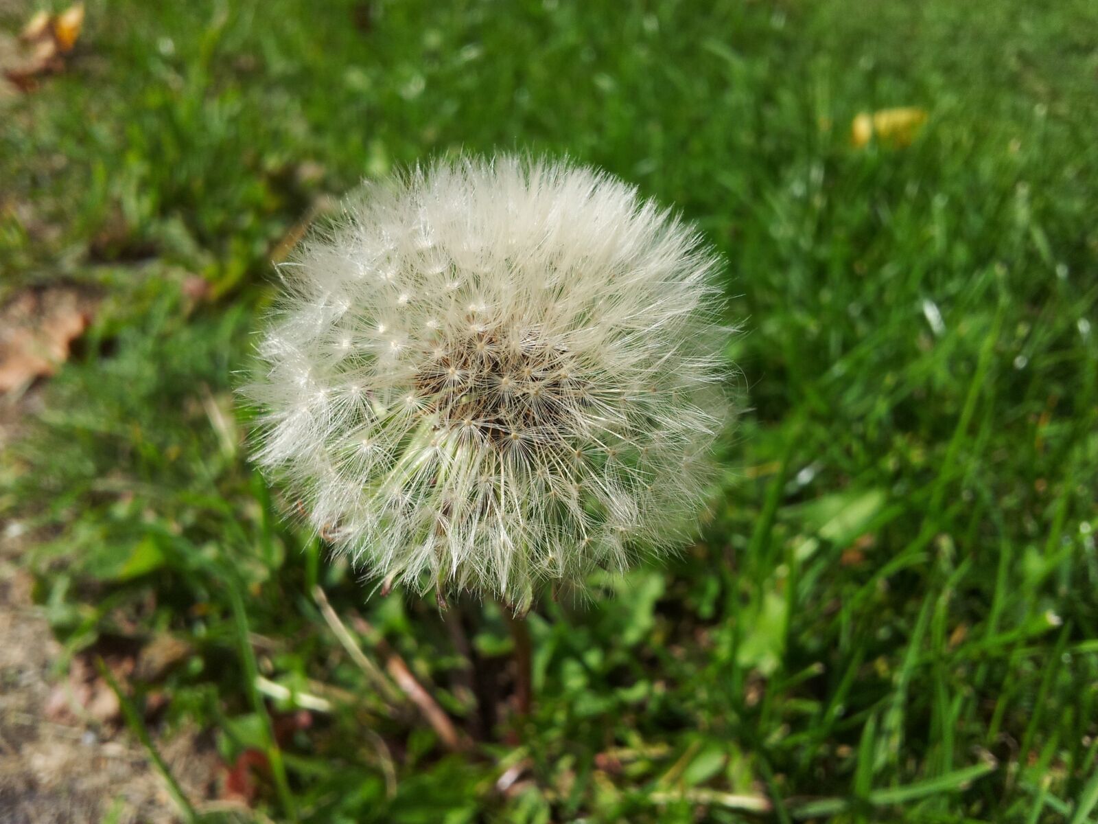 Samsung Galaxy S2 sample photo. Dandelion, late summer, summer photography