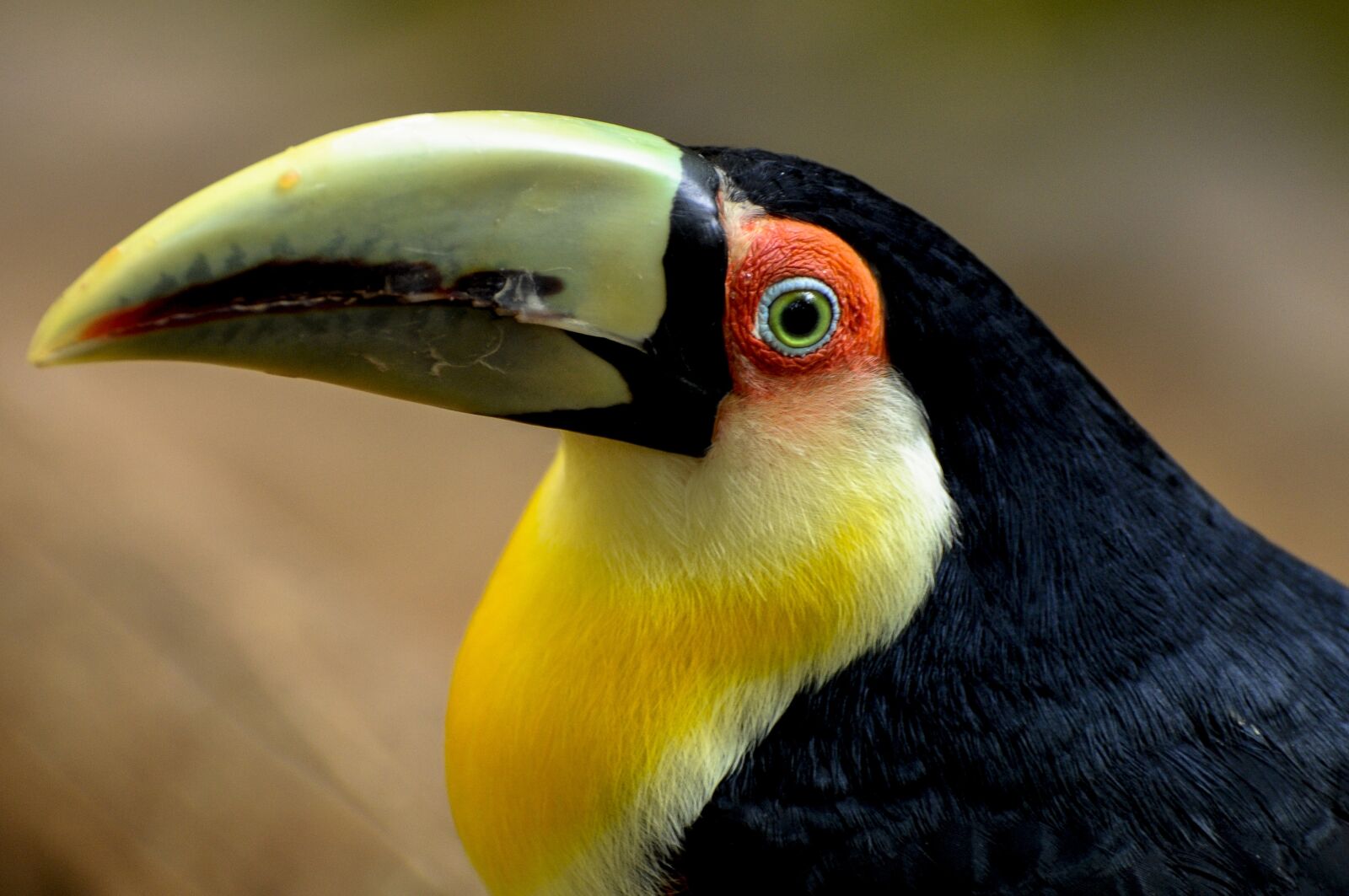 Nikon D300S sample photo. Toucan, bird, wild photography