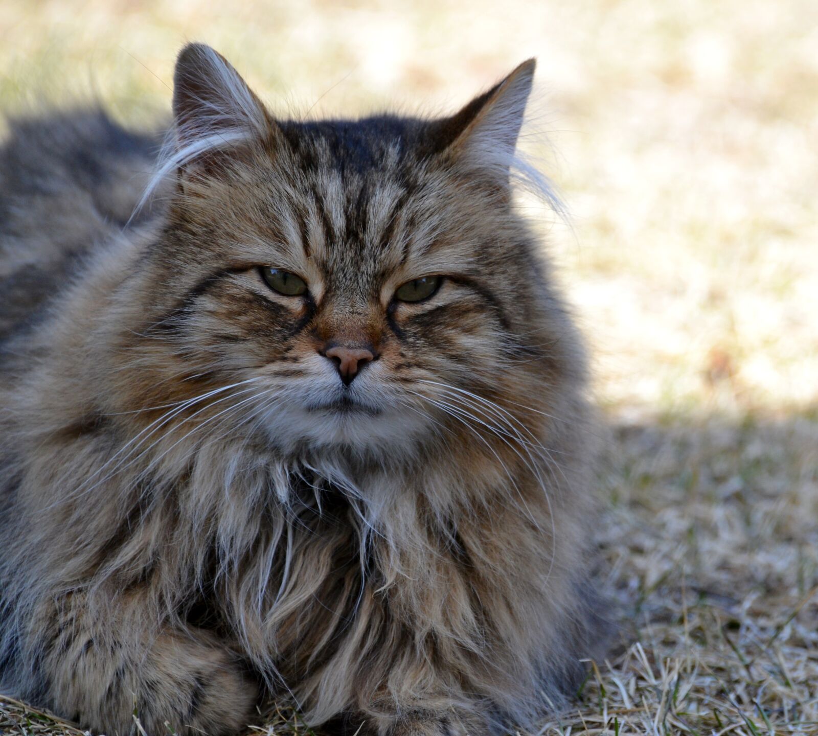 Nikon D3100 sample photo. Cat, tabby, longhair photography