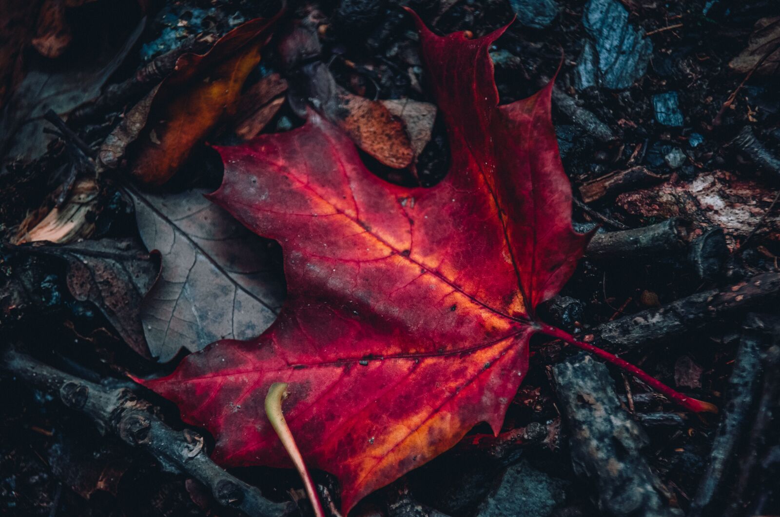 Nikon D5100 sample photo. Maple leaf, red, maple photography