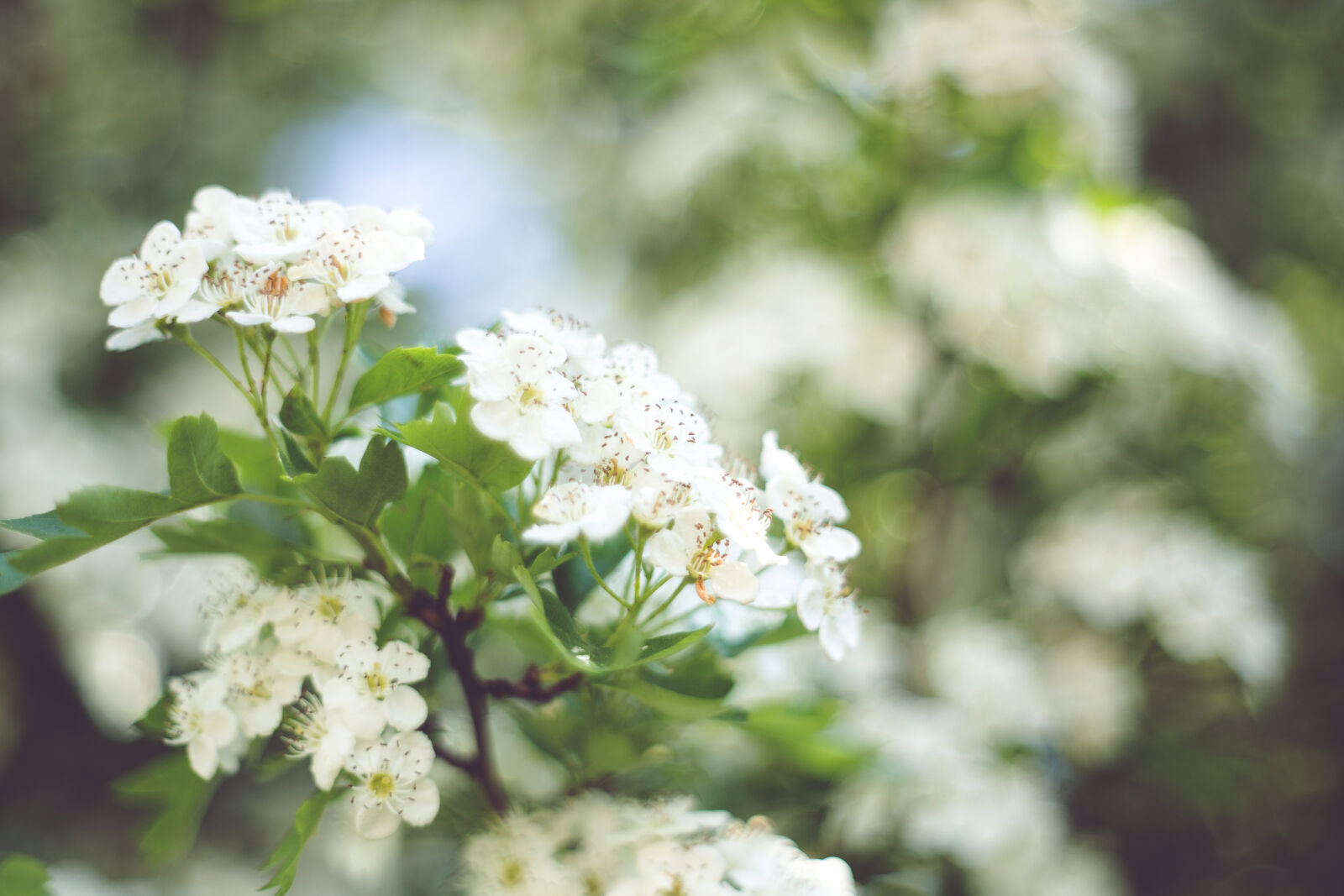 Canon EOS 6D + Canon EF 35-80mm f/4-5.6 sample photo. Little, white, flowers, with photography