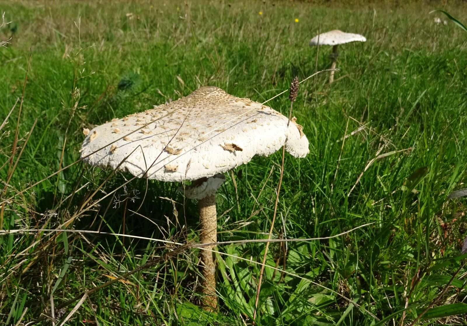 Sony DSC-HX60 sample photo. Parasol, mushroom, giant schirmling photography