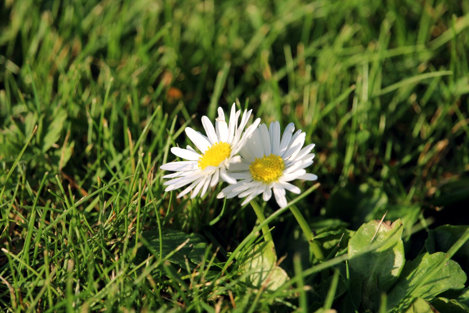 Canon EOS 1200D (EOS Rebel T5 / EOS Kiss X70 / EOS Hi) sample photo. Daisy, flower, nature photography