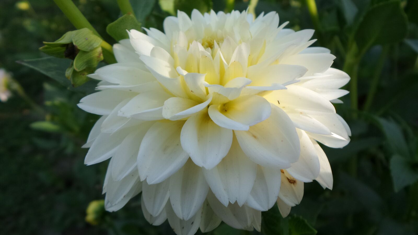 Samsung Galaxy K Zoom sample photo. White, dahlia, flower photography