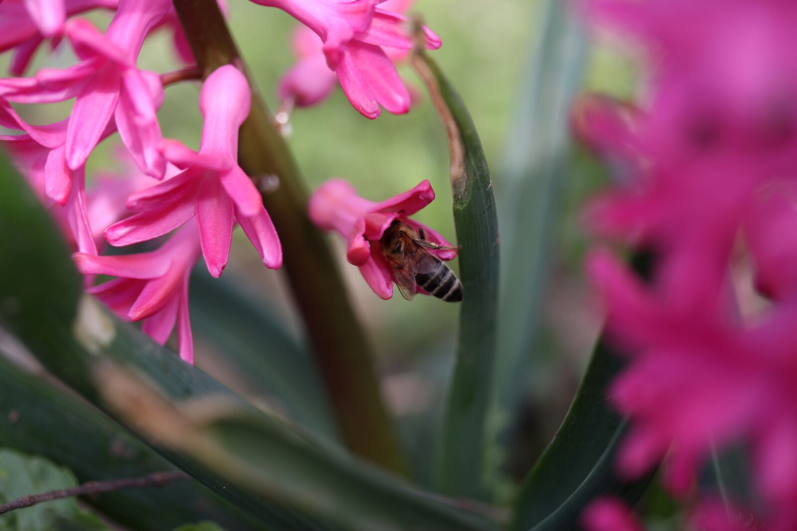 Canon EF-S 60mm F2.8 Macro USM sample photo. Hyacinth, bee, pollination photography
