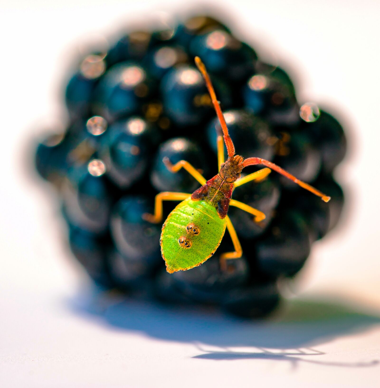Canon EF 100mm F2.8L Macro IS USM sample photo. Insects, macro, nature photography