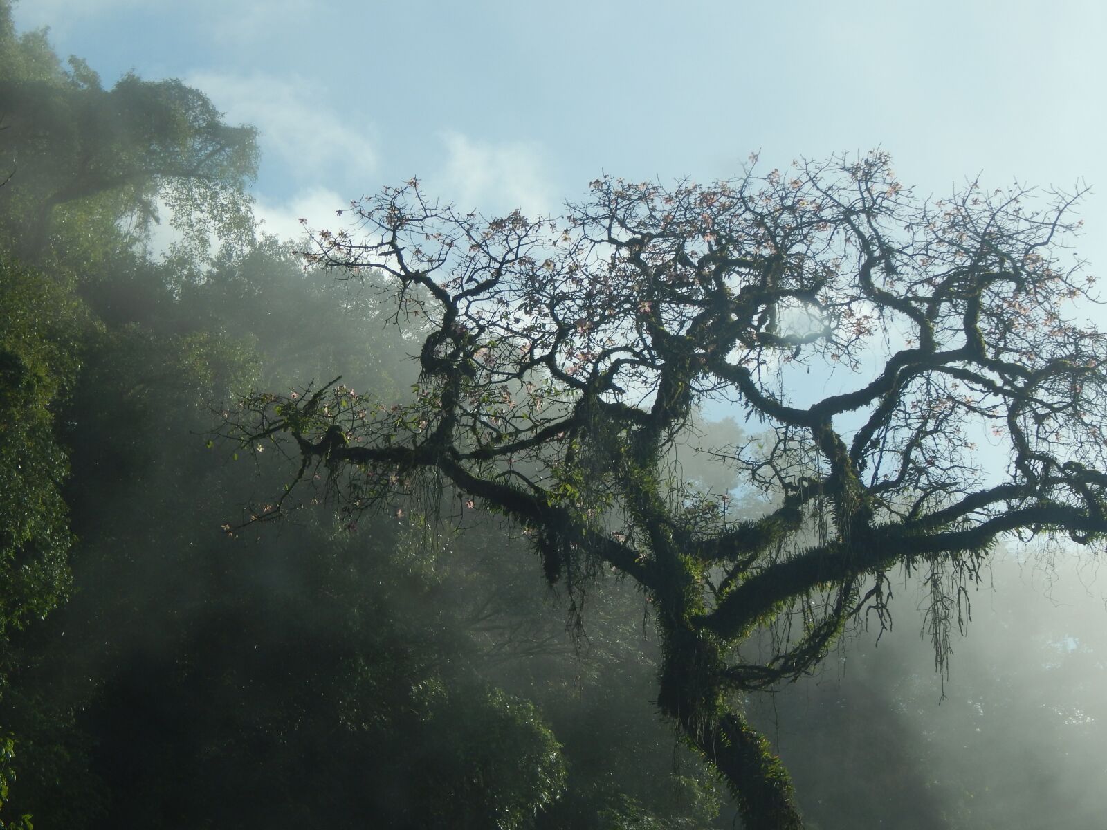 Nikon Coolpix L820 sample photo. Tree, mountain, san javier photography