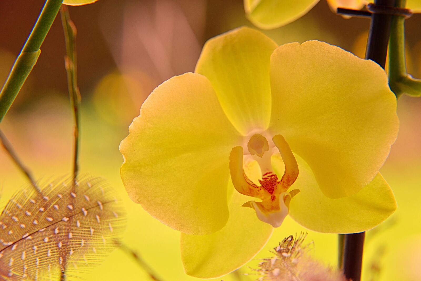 Nikon D5500 sample photo. Orchid, blossom, bloom photography