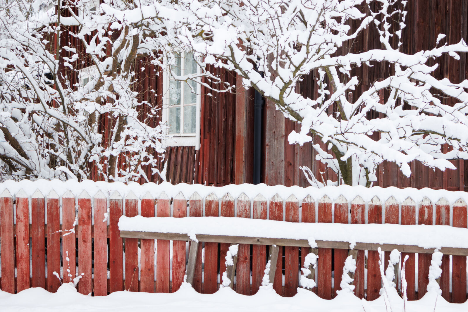 Canon EOS R50 sample photo. Fence of snow photography