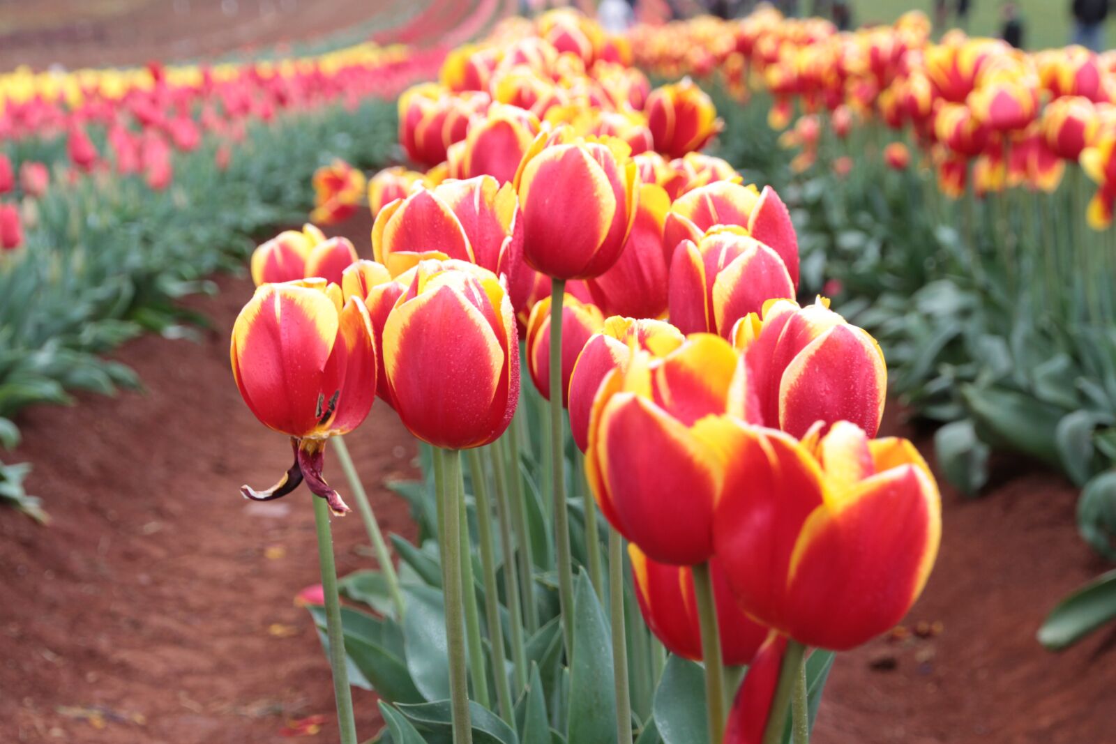 Canon EOS 7D sample photo. Tulip, flower, bloom photography