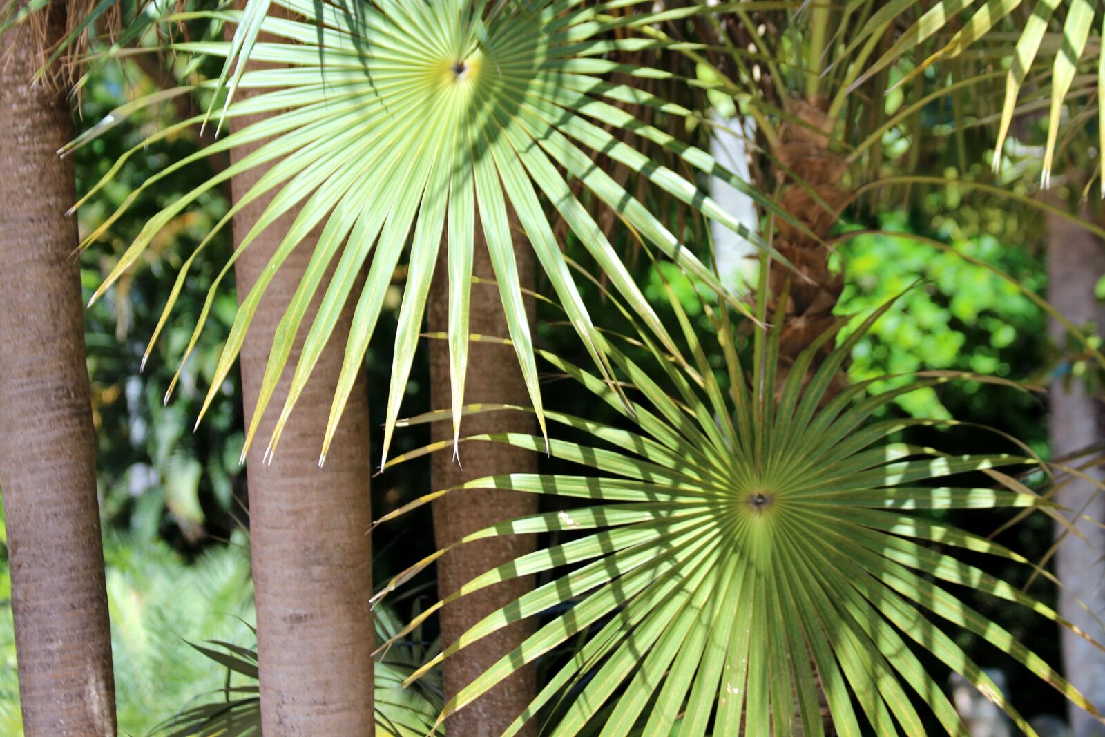 Canon EOS 650D (EOS Rebel T4i / EOS Kiss X6i) sample photo. Palma, coccothrinax spissa, tropical photography