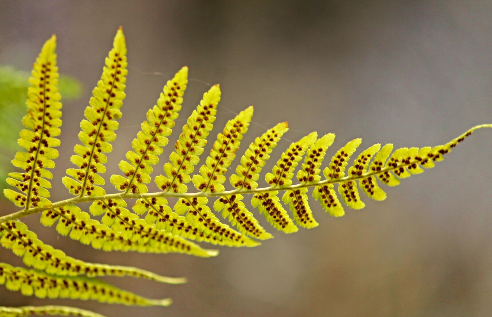 Canon EOS 1100D (EOS Rebel T3 / EOS Kiss X50) sample photo. Fern leaf, fern, green photography