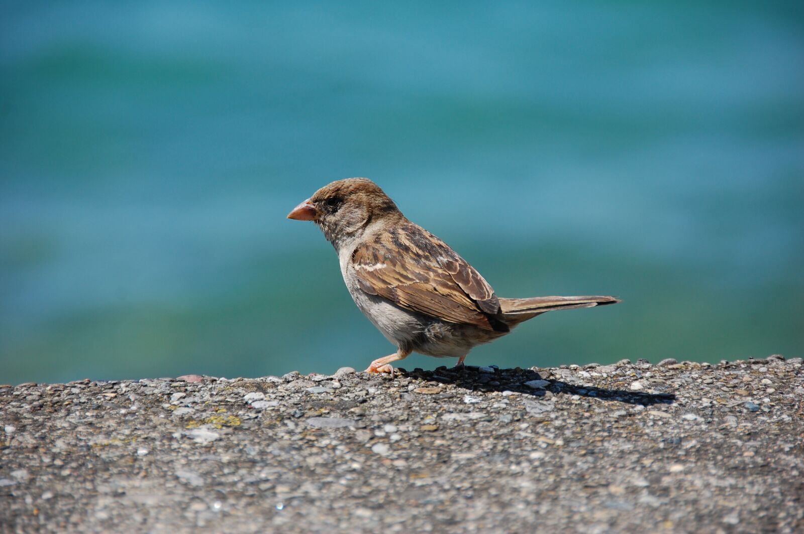 Nikon D40 sample photo. Sparrow, sperling, bird photography