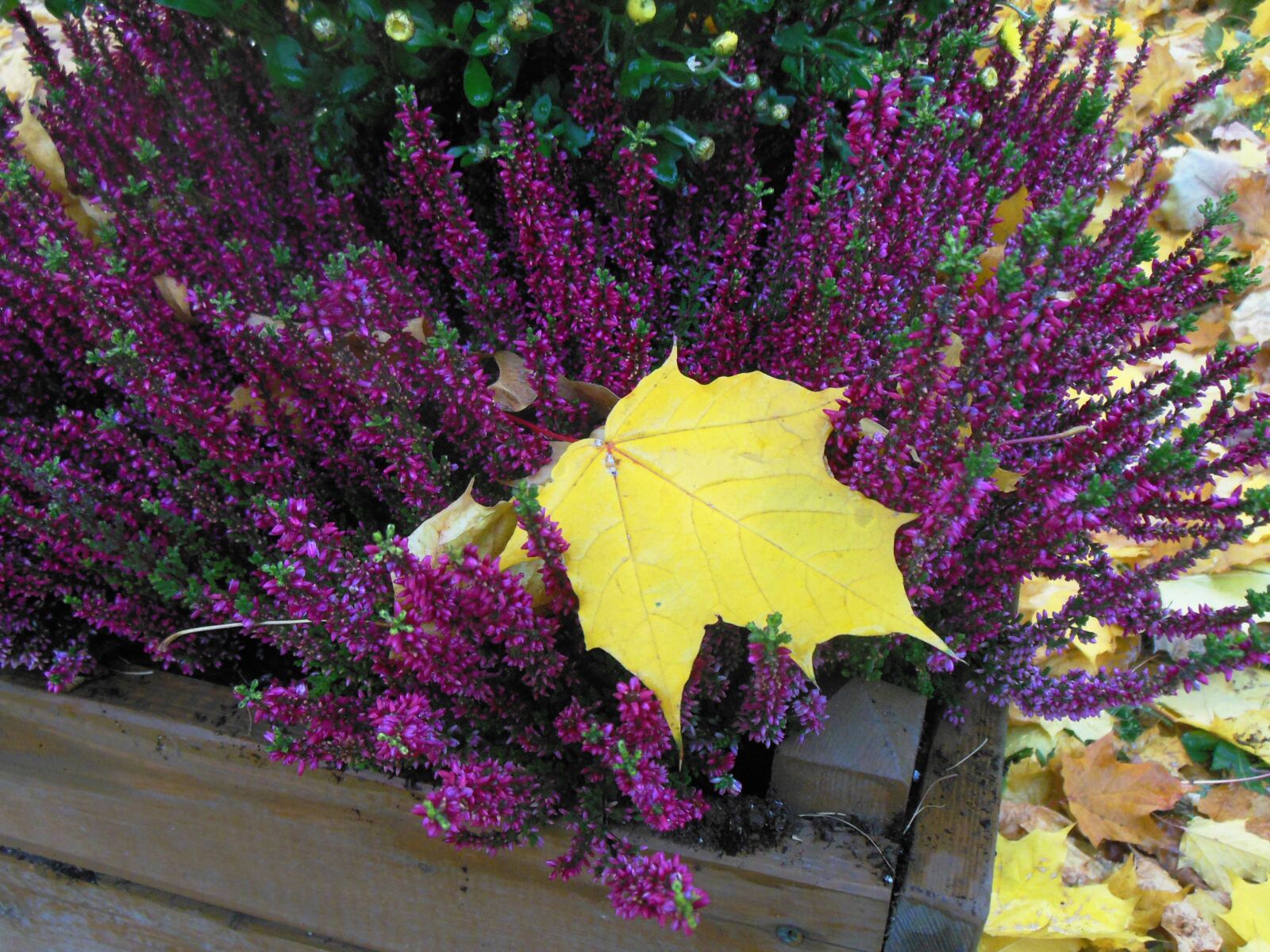 Nikon Coolpix S6300 sample photo. Flowers, autumn, yellow photography