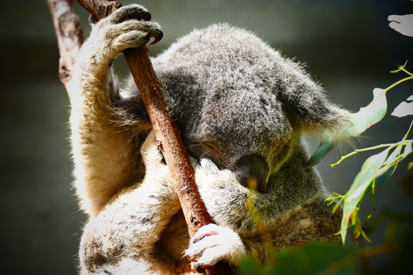 Panasonic Lumix DMC-FZ1000 sample photo. Koala, australia, cute photography
