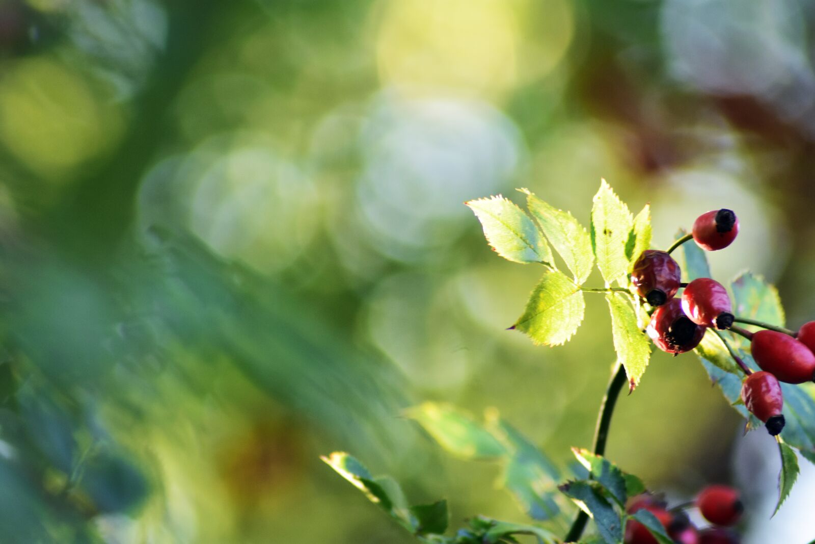 Nikon D3400 sample photo. Rosehips, plant, red photography