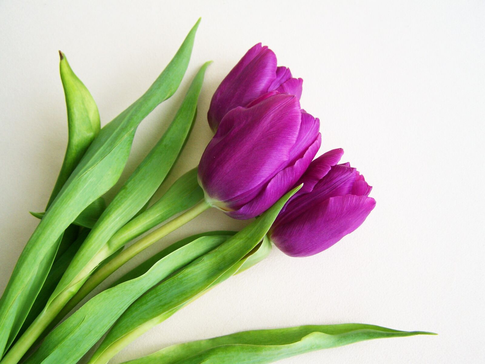Kodak EASYSHARE ZD710 ZOOM DIGITAL CAMERA sample photo. Purple tulips, spring flower photography