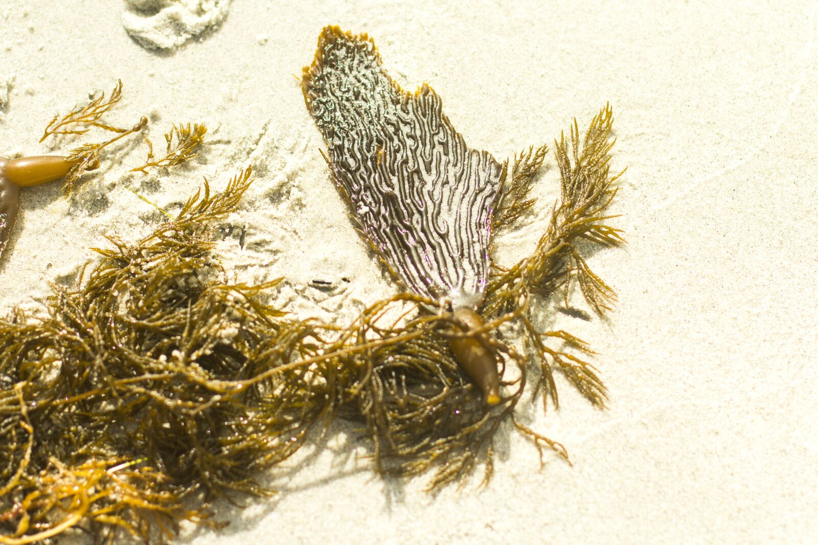 Canon EOS 60D sample photo. Seaweed, beach, sea photography