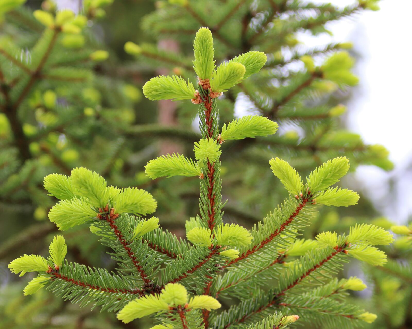 Canon EOS 200D (EOS Rebel SL2 / EOS Kiss X9) sample photo. Spring, fir, branches photography