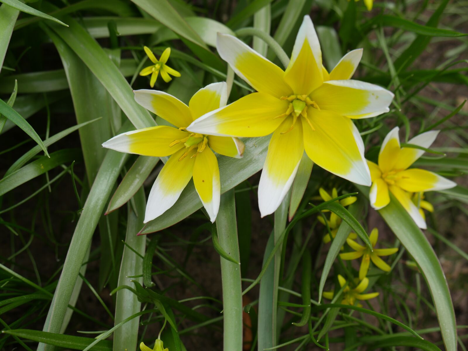 Panasonic Lumix DMC-GX8 sample photo. Crocuses, spring, a yellow photography