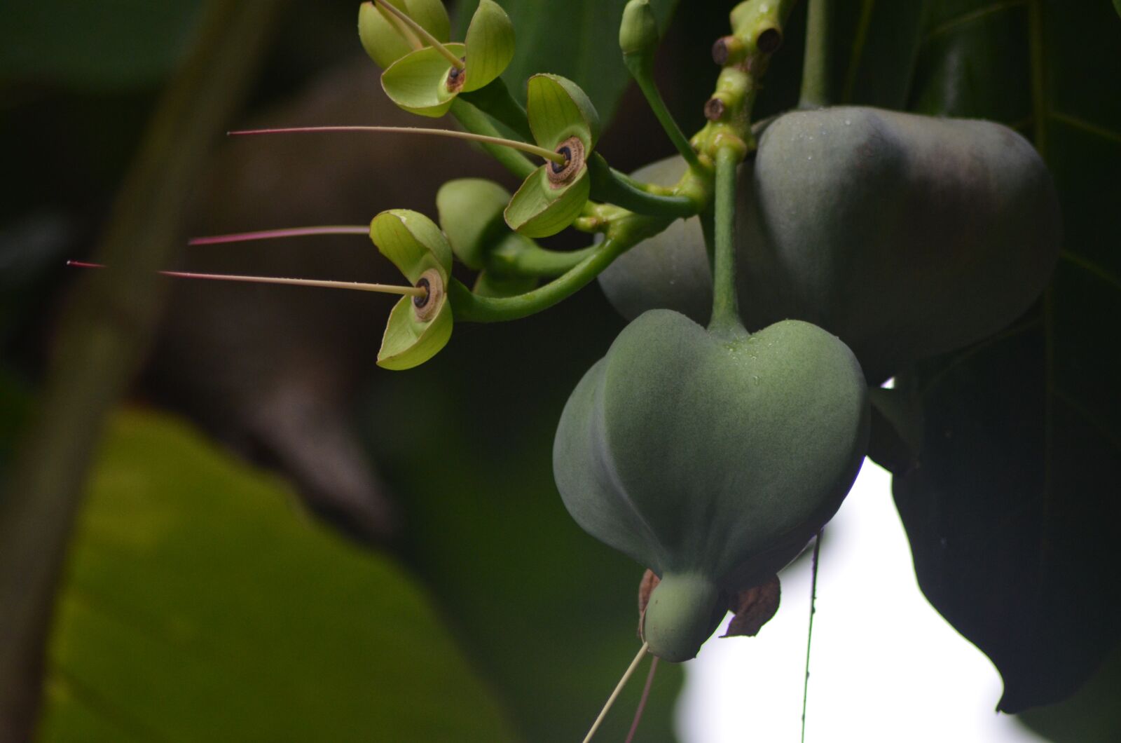 Nikon D5100 sample photo. Flowers, twigs, branches photography