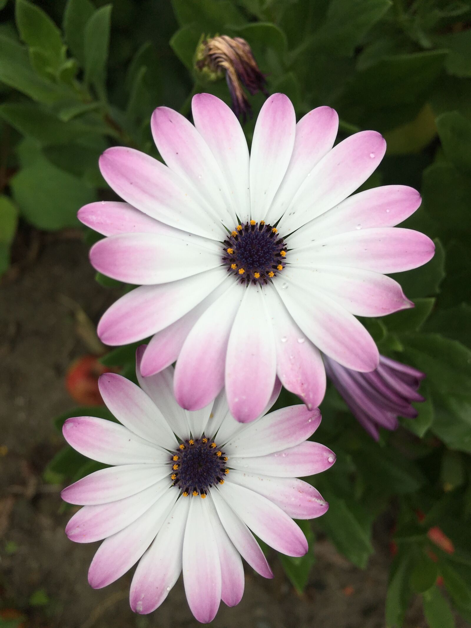 Apple iPhone 6s sample photo. Flower, blossom, bloom photography
