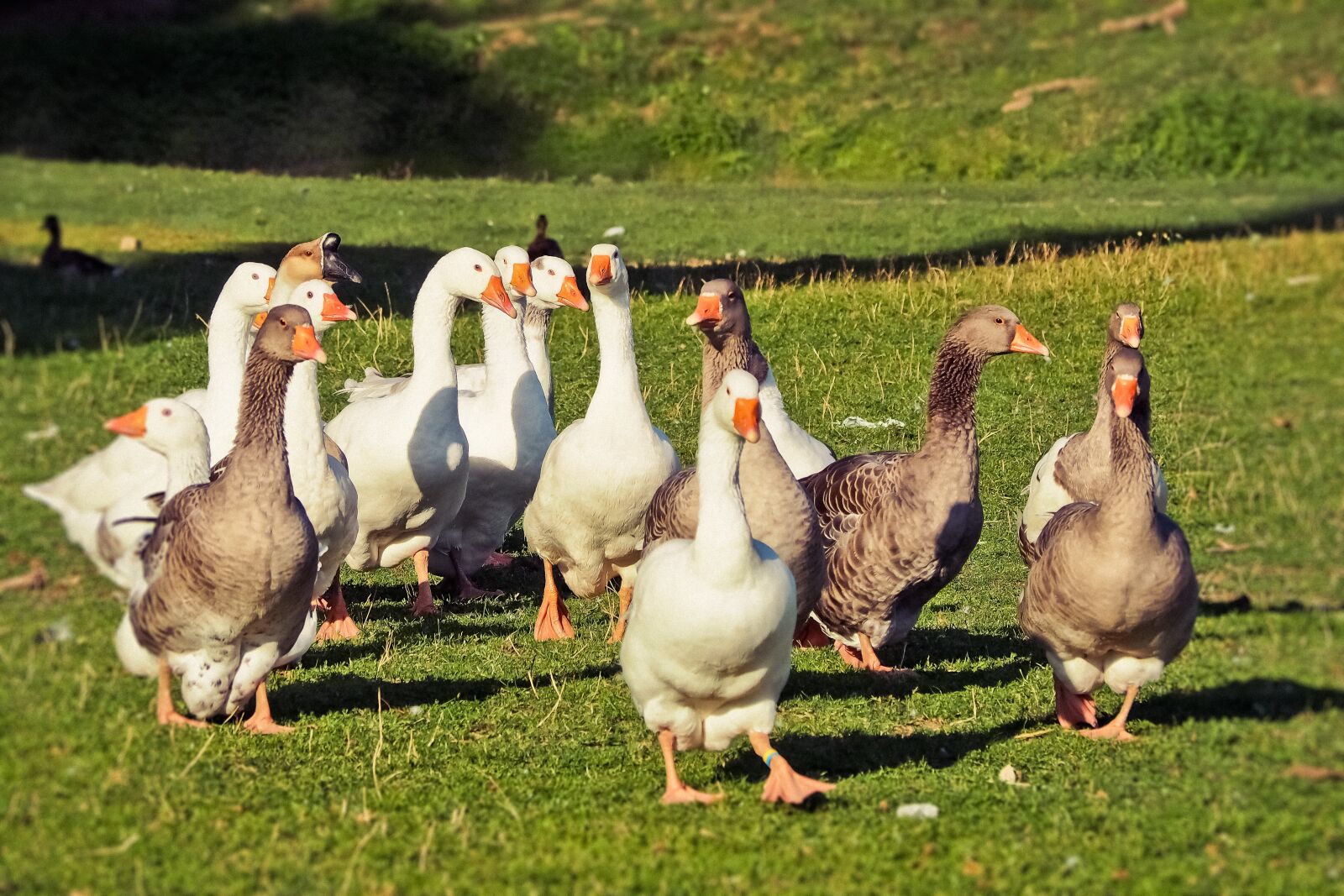 Olympus OM-D E-M10 sample photo. Animal, geese, bird photography