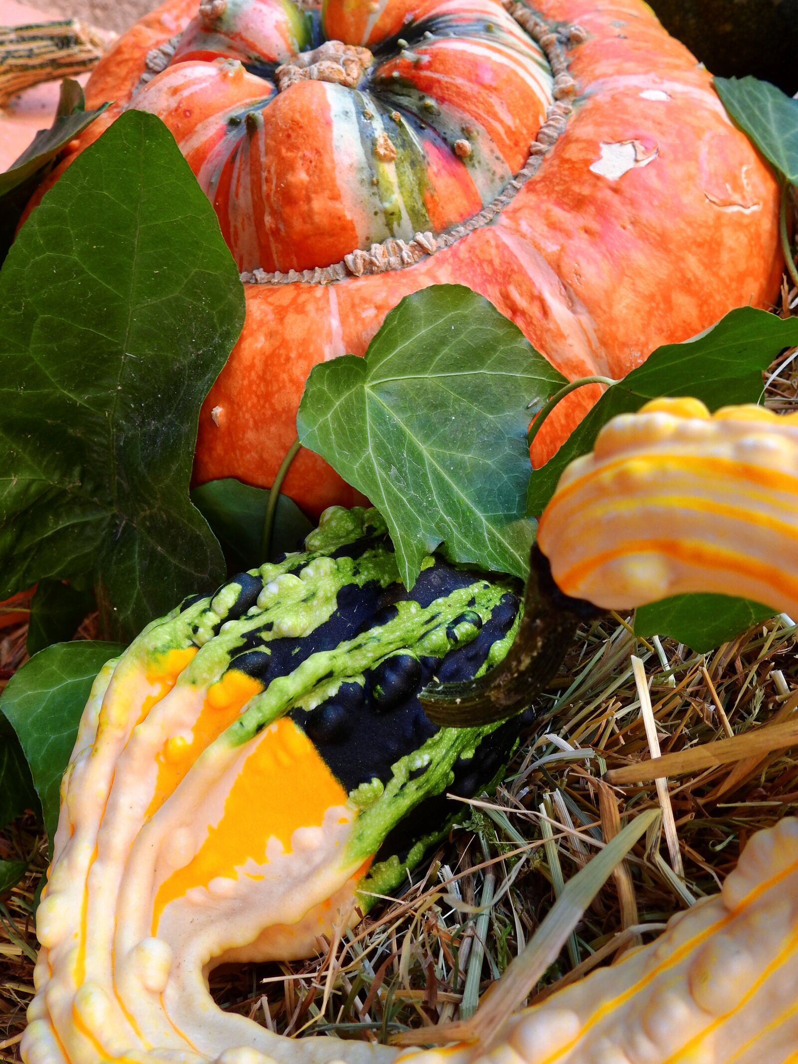 Nikon Coolpix P900 sample photo. Pumpkin, gourd, autumn photography