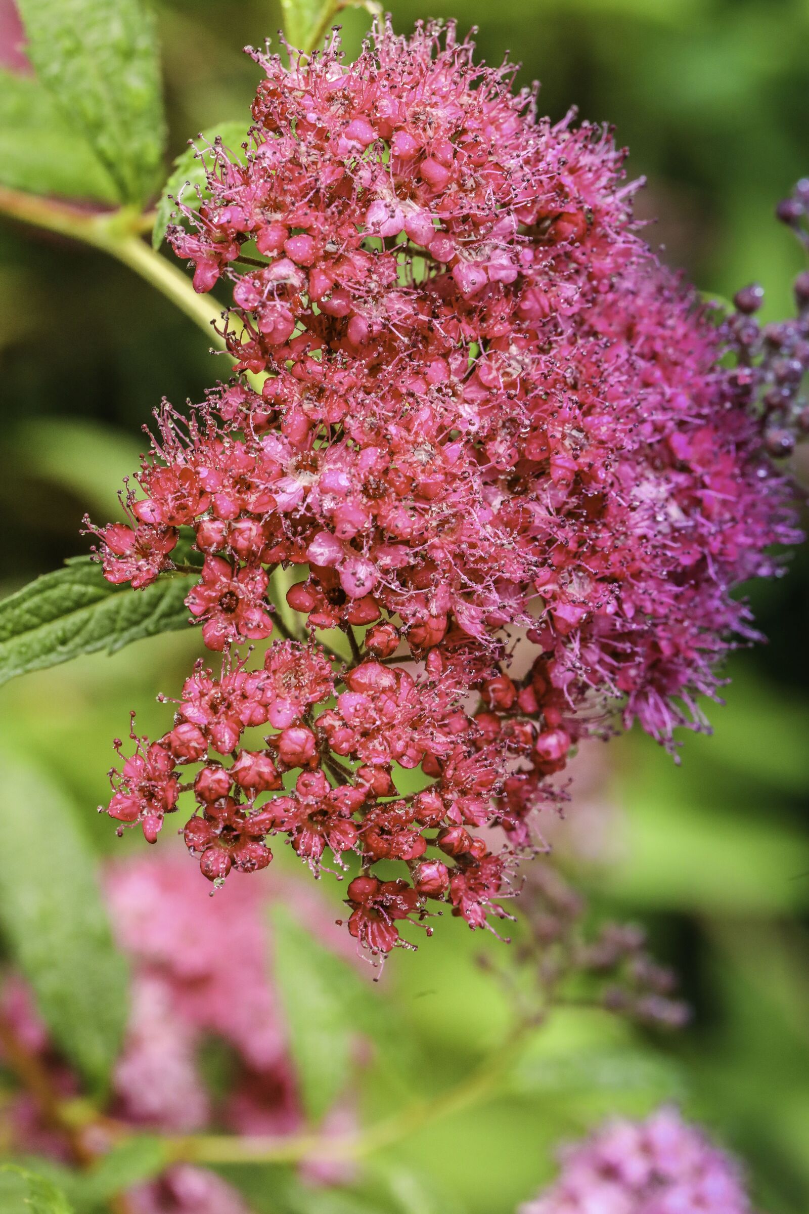 Canon EF 100mm F2.8L Macro IS USM sample photo. Flower, pink, nature photography