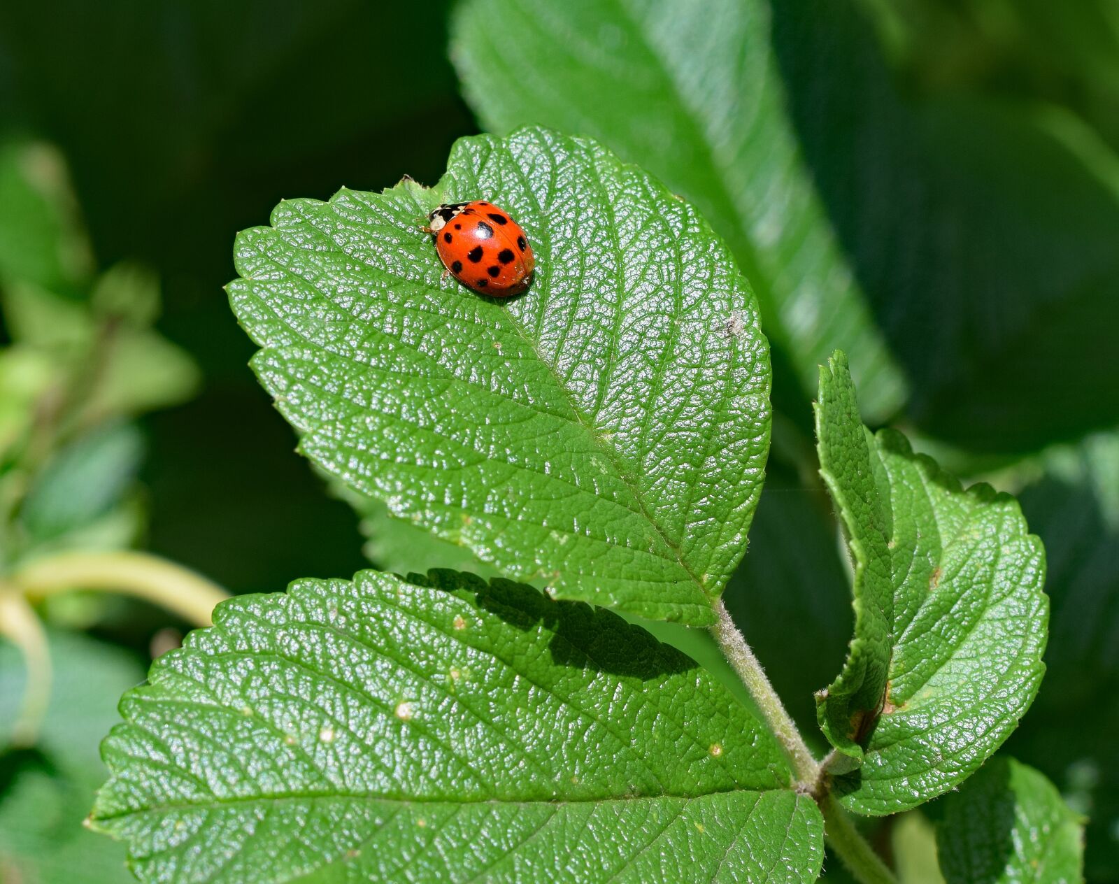 Nikon D3300 sample photo. Ladybug, insect, wing extended photography