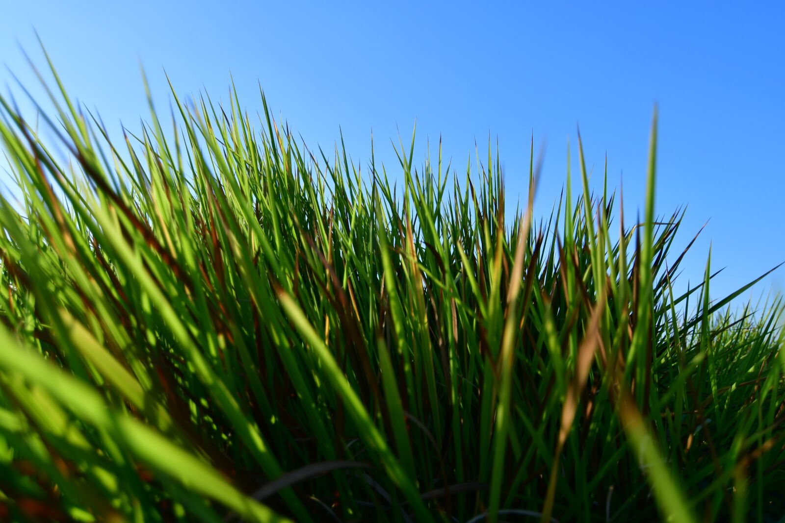 Nikon D500 sample photo. Reeds, grass, meadow photography