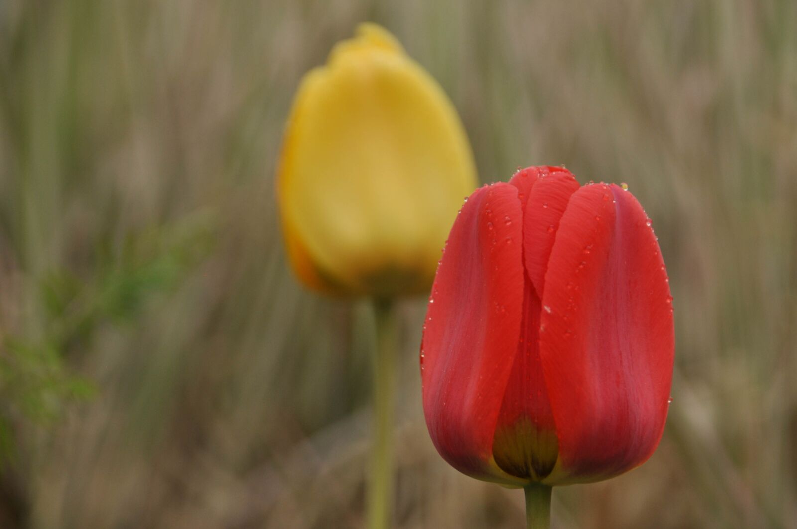 Nikon D90 sample photo. Red, tulip, spring photography