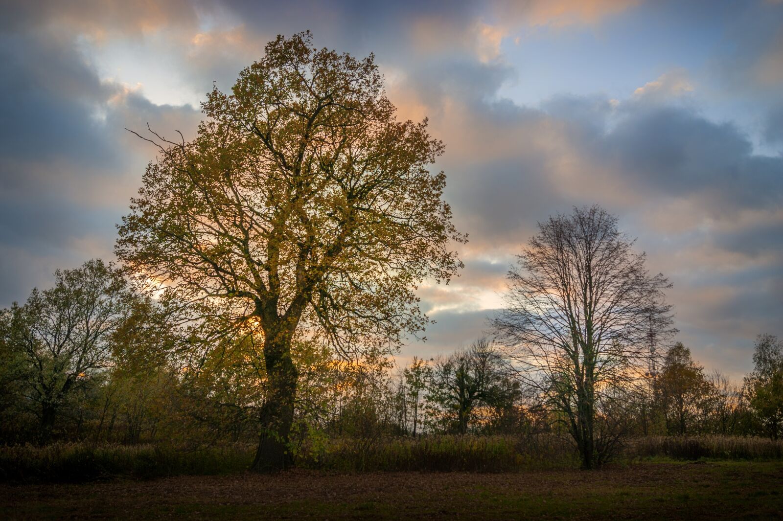 Sony Alpha DSLR-A290 sample photo. Tree, sunset, sky photography