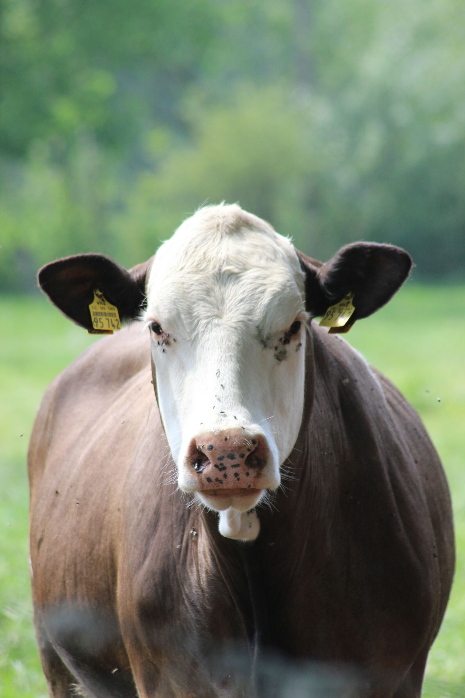 Canon EOS 600D (Rebel EOS T3i / EOS Kiss X5) sample photo. Cow, cattle, pasture photography
