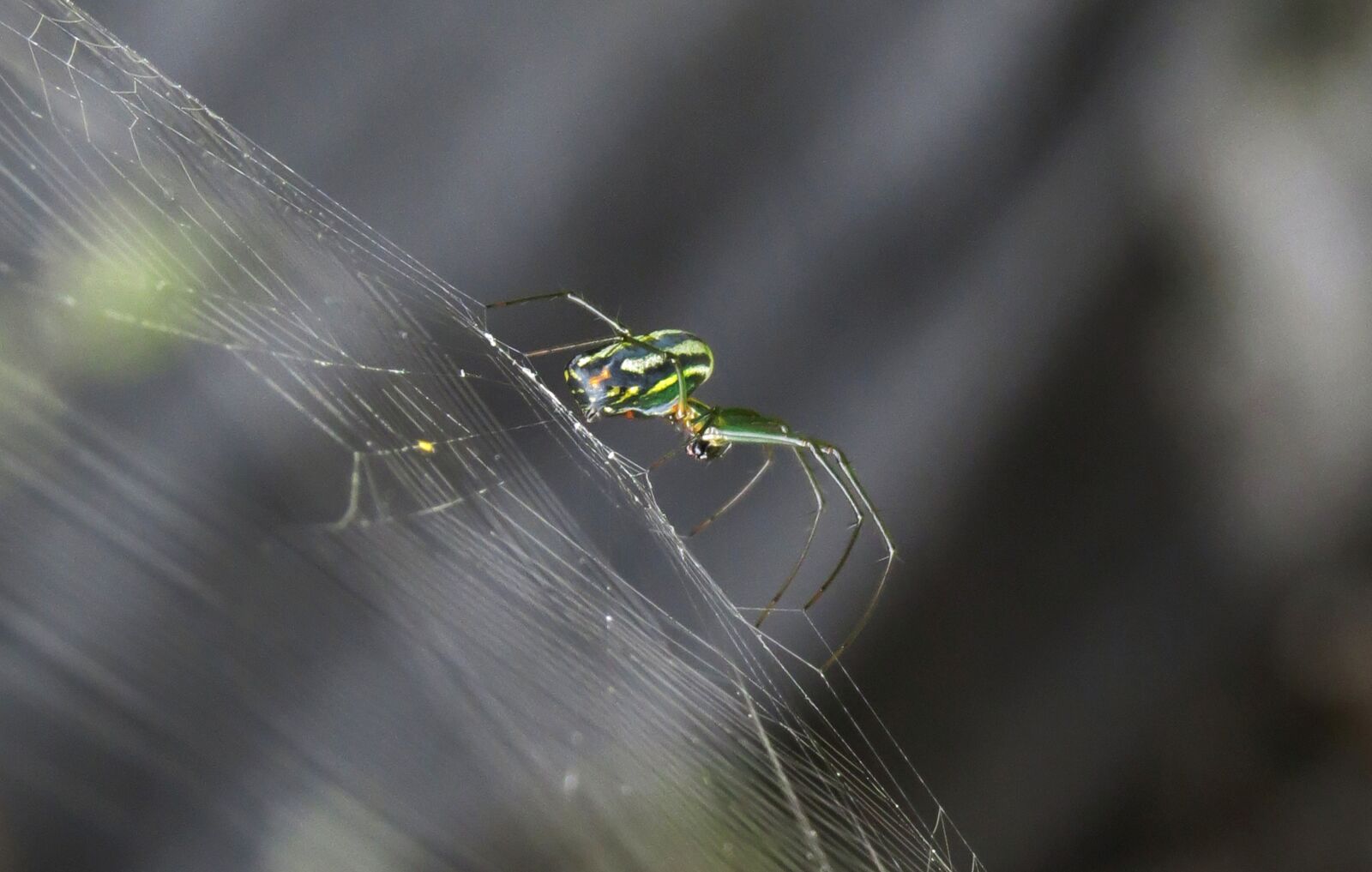 Canon PowerShot SX50 HS sample photo. Insect, spider, nature photography