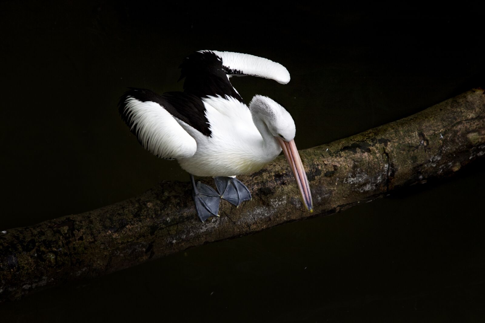 Canon EOS 5D sample photo. Pelikan, bird, wild photography