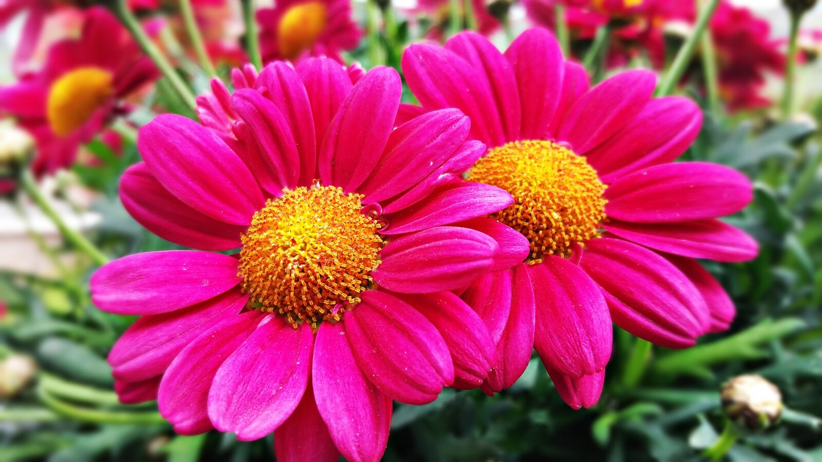Samsung Galaxy J5 sample photo. Flowers, flower, roses photography