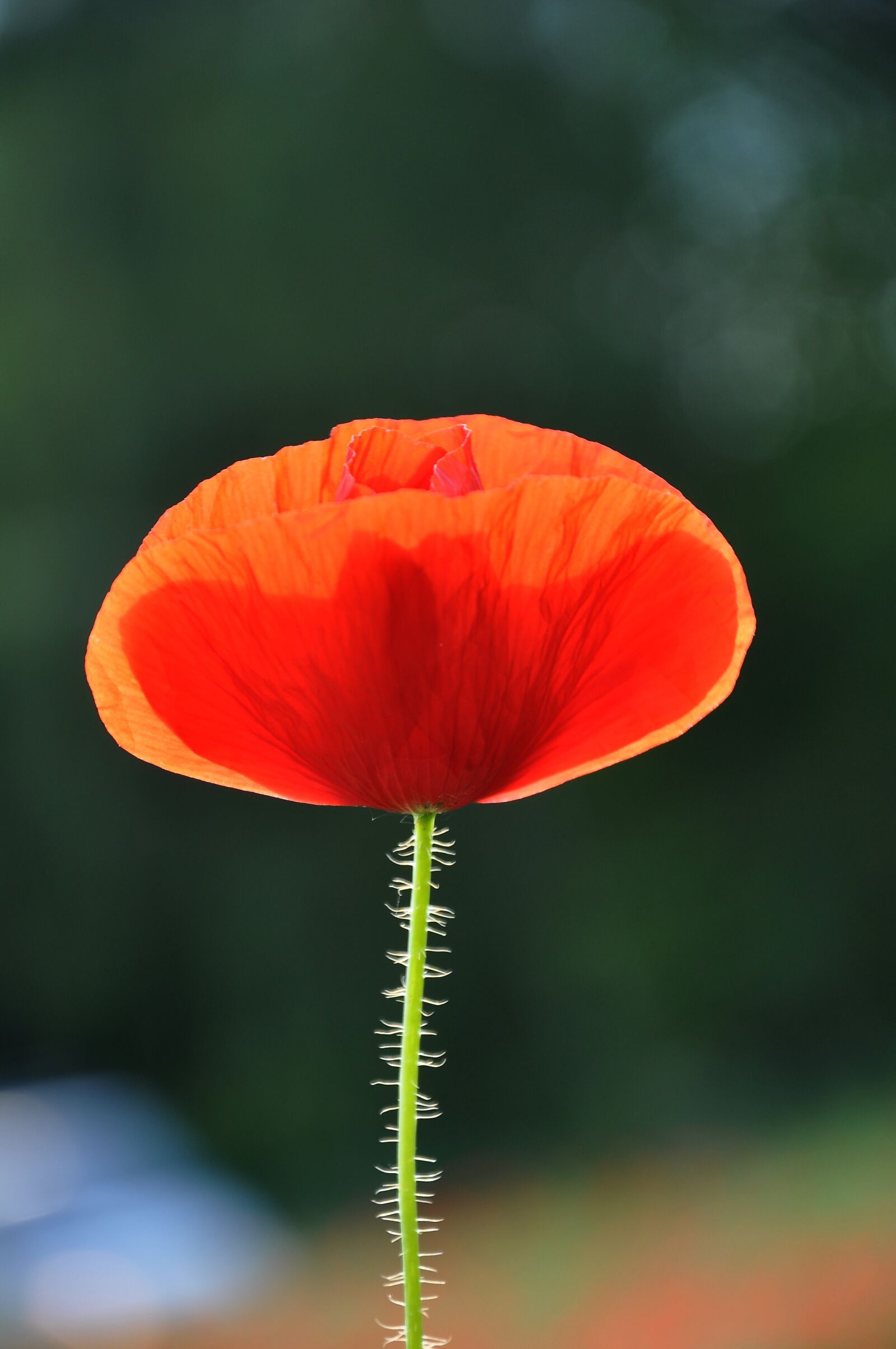Nikon D90 sample photo. Spring, nature, poppy photography