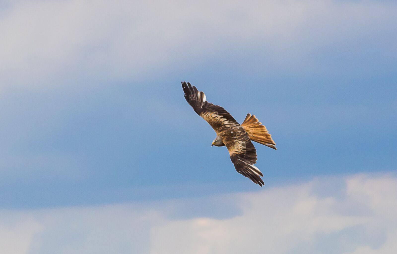 Canon EF 70-300mm F4-5.6 IS USM sample photo. Red kite, bird, raptor photography