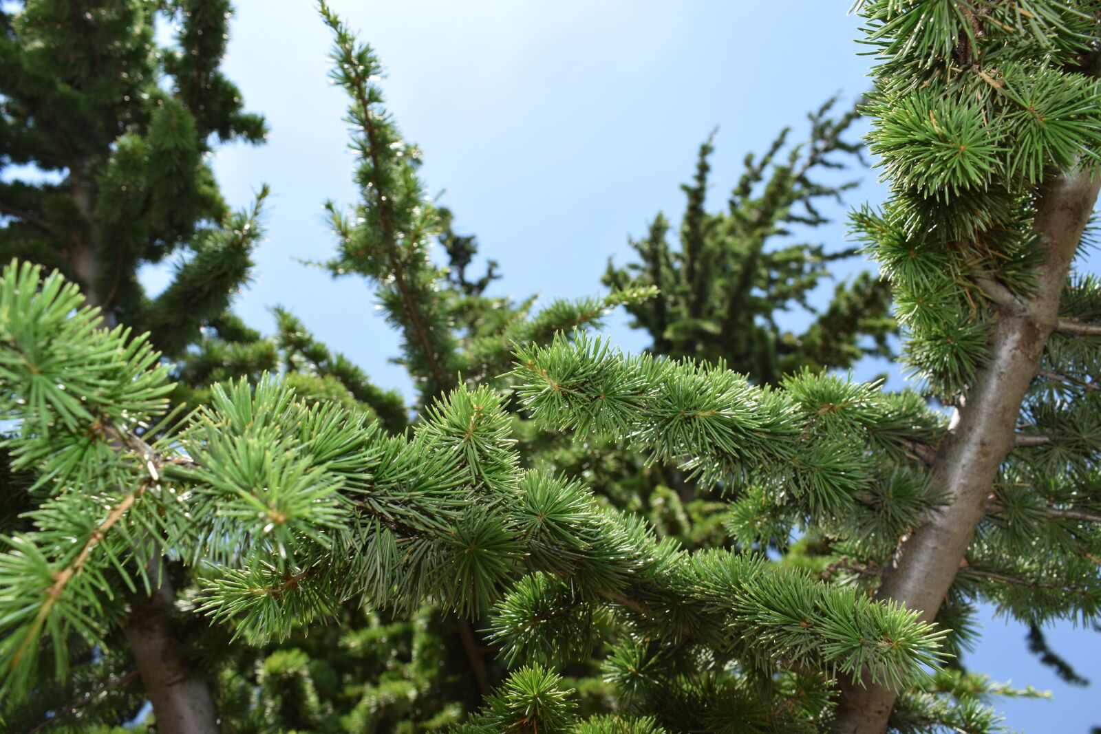 Nikon D5300 sample photo. Tree, green, nature photography