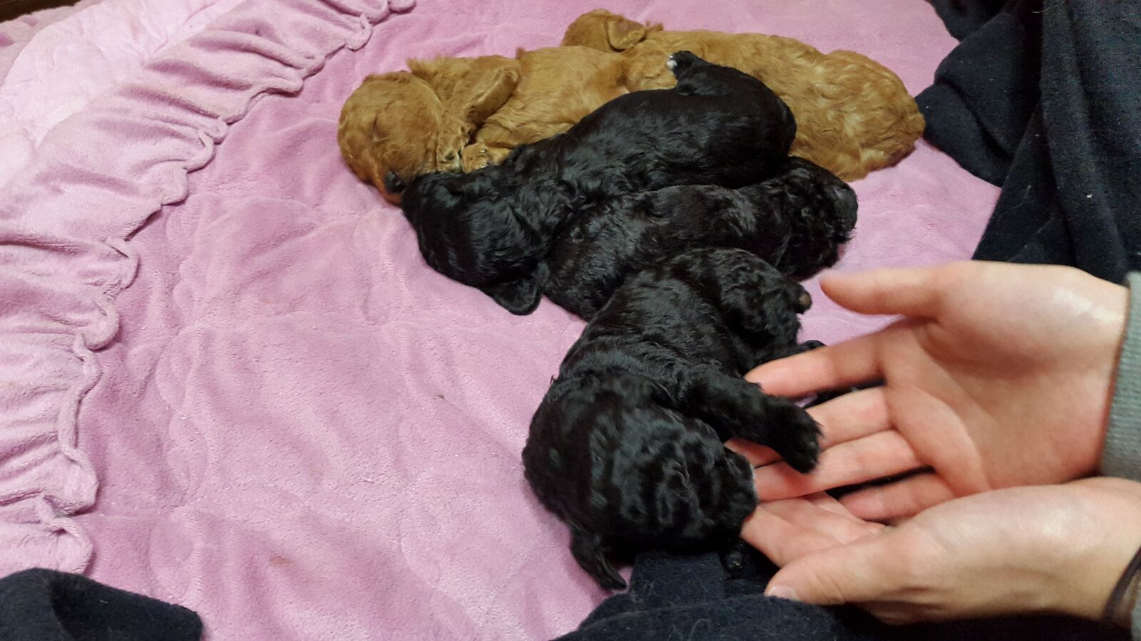 Samsung Galaxy Alpha sample photo. Dog, puppy, poodle photography