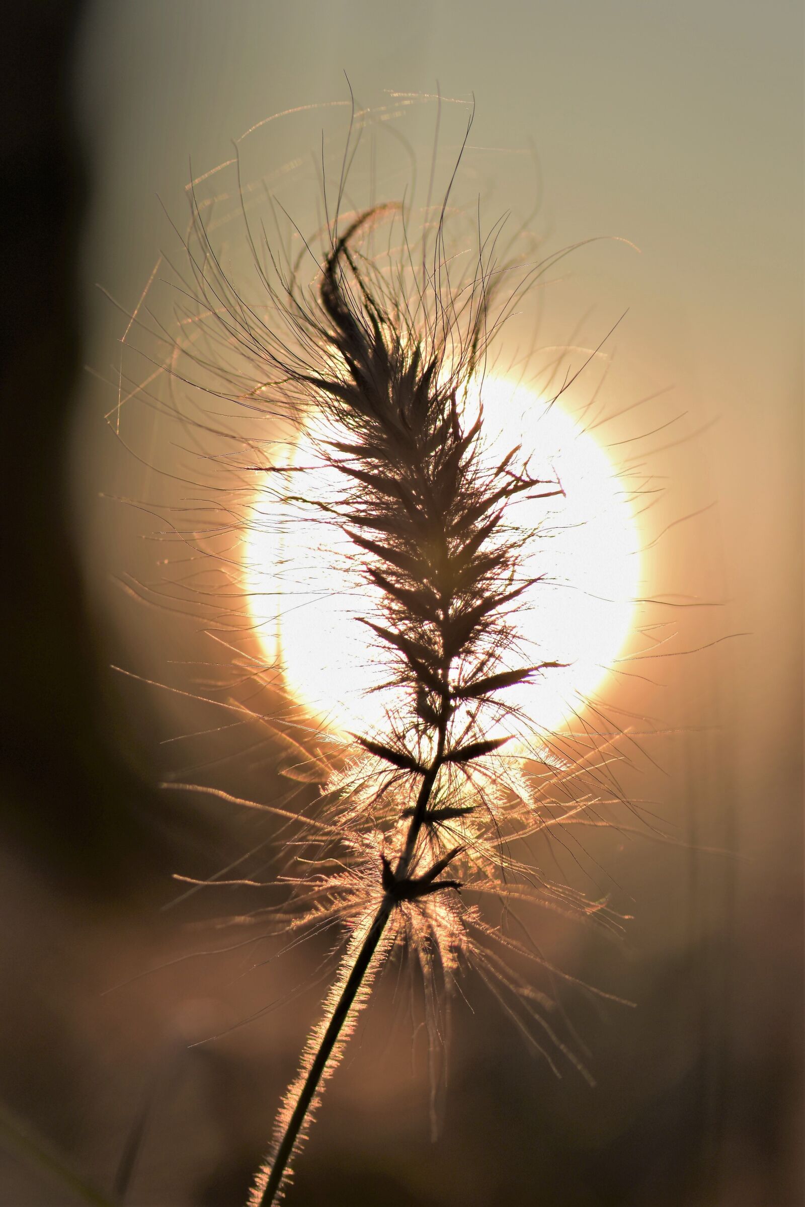 Nikon D5500 sample photo. Grasses, blade of grass photography